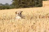 CORGI PEMBROKE 082